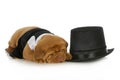 Formal dog Royalty Free Stock Photo