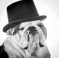 Formal dog Royalty Free Stock Photo