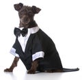 Formal dog Royalty Free Stock Photo