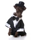 Formal dog Royalty Free Stock Photo