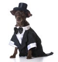 Formal dog Royalty Free Stock Photo