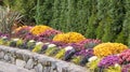 Formal Fall Garden Border with Chrysanthemums Royalty Free Stock Photo