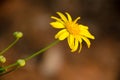 Formal garden flower Royalty Free Stock Photo