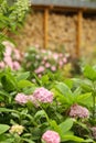 Formal garden with hydrangea flowers, gladiolus, flox and wood store summer green photo Royalty Free Stock Photo