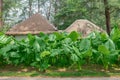 Formal Garden, Ornamental Garden, Plant, Caladium, Bunch