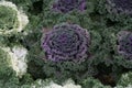 Formal garden planting ornamental cabbages Royalty Free Stock Photo