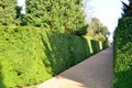 Formal hedge and path Royalty Free Stock Photo