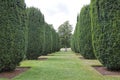 Formal landscaped garden with cone topiary yew plants Royalty Free Stock Photo