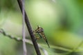 Formal Name: Asilidae - Predation Royalty Free Stock Photo