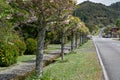 Formal planting of cheery trees down the Hight Street in Ross, South Island, New Zealand Royalty Free Stock Photo