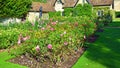 Formal Rose garden with flowers in bloom. Royalty Free Stock Photo