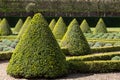 The formal Cherry Garden at Ham House, Richmond upon Thames, London, with box hedges and lavender planted in a grid.