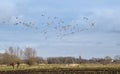 Flock of Canada geese on flight over a marsh in the Flemish countryside Royalty Free Stock Photo