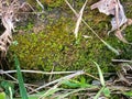 Formation of algae on the soil in the rainy season. Clearly the indication of heavy rainfall and lush green