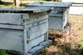 formation of bee family colonies in beekeeper apiary. beehive reproduction