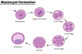 Illustration of the blastocyst formation