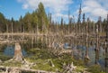 Formation of bogs mesotrophic In the climatic zone taiga, forest-tundra of the Arkhangelsk region