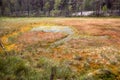 Formation of bogs oligotrophic In the climatic zone taiga, forest-tundra of the Arkhangelsk region.