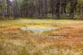 Formation of bogs oligotrophic In the climatic zone taiga, forest-tundra of the Arkhangelsk region.