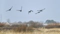 Formation of Canada goose flying in clear Winter sky Royalty Free Stock Photo