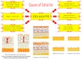 Formation of Cellulite