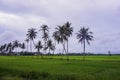 Formation of coconut tree and green paddy field Royalty Free Stock Photo