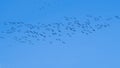 Cranes using thermic effects, migration birds, flying cranes Royalty Free Stock Photo