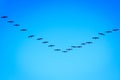 Formation flock of ibis Plegadis falcinellus flying over the Valencian Albufera lake on their migratory journey Royalty Free Stock Photo