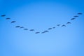 Formation flock of ibis Plegadis falcinellus flying over the Valencian Albufera lake on their migratory journey Royalty Free Stock Photo