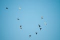 Formation pattern of flying pigeons in the sky Royalty Free Stock Photo