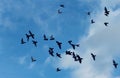 Formation of flying pigeons against the background of the sunny sky