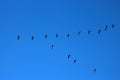 Formation flying pink footed geese v shape