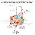 Formation of gases in the gastrointestinal tract. Esophagus, stomach, duodenum, small intestine, colon. Carbon dioxide, methone.