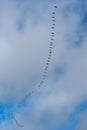 A formation of magpie geese Royalty Free Stock Photo