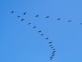 formation of migrating cranes Royalty Free Stock Photo