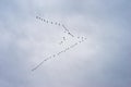 Formation of Migrating Geese Royalty Free Stock Photo