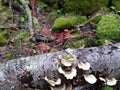 Formation of Mushrooms. Royalty Free Stock Photo