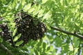 Formation of a new colony family bees on a branch of a Black locust tree. Swarm of honey bees
