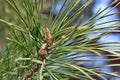 The formation of new cones on a pine tree Royalty Free Stock Photo