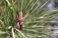 The formation of new cones on a pine tree Royalty Free Stock Photo