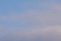 formation of northern lapwings flying on a blue sky with grey clouds Royalty Free Stock Photo