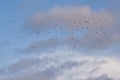 formation of northern lapwings flying on a blue sky with grey clouds Royalty Free Stock Photo