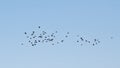 Formation of northern lapwings flying on a clear blue sky Royalty Free Stock Photo