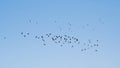 Formation of northern lapwings flying on a clear blue sky Royalty Free Stock Photo