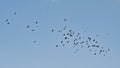 Formation of northern lapwings flying on a clear blue sky Royalty Free Stock Photo