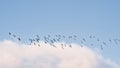 Formation of northern lapwings flying on a clear blue sky with soft white clouds Royalty Free Stock Photo