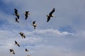 Pelicans flying over Pigeon Point along the California coast Royalty Free Stock Photo