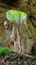 Formation plant rock tree cave trail stream Royalty Free Stock Photo