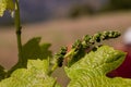 The formation of the small grapes on the vine tree in the vineyard.