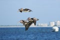 Formation Of Three Flying Pelicans On The Beach In Front Of The Blue Sea In Sanibel Island Florida